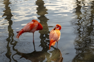 SA Zoo Caribbean Flamingos 2025